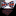 Black Orange White Halloween Cats Bow Tie and Accenting Square