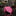 Solid Pink Necktie  