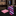 Pink and purple striped tie with pink pocket square 