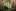 Green and Yellow Stripe Single Necktie