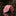 Solid Glossy Salmon Pink Tie