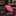 A Solid Fandango Pink Pattern Necktie||Fandango Pink